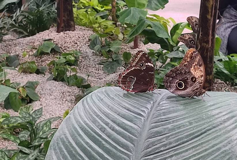 Papilonia - Motýlí dům v Ostravě